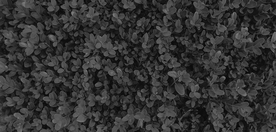 leaf background
